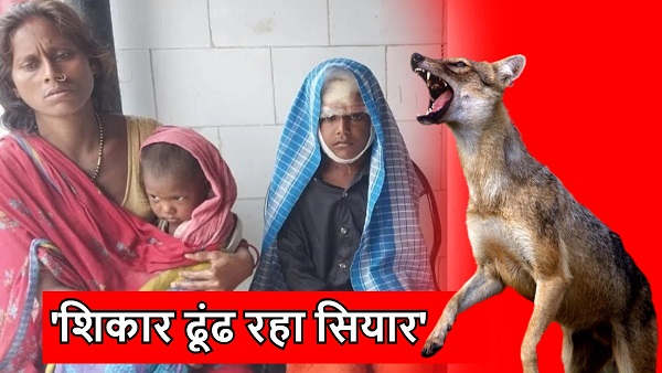 Wolf terror in UP jackal attacks in Bihar people are searching for prey in flocks muzaffarpur news Wolf terror in UP jackal attacks in Bihar people are searching for prey in flocks muzaffarpur news
