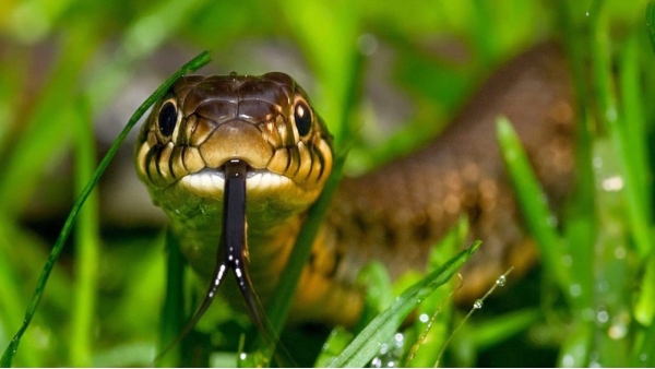 Snake bites a student in hostel Gwalior Snake bites a student in hostel Gwalior
