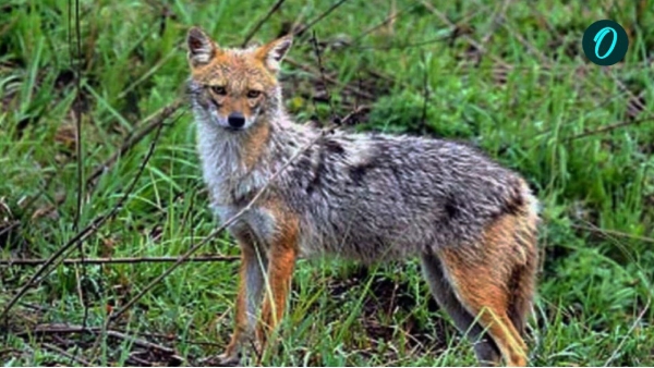Terror of jackal in Salkanpur
