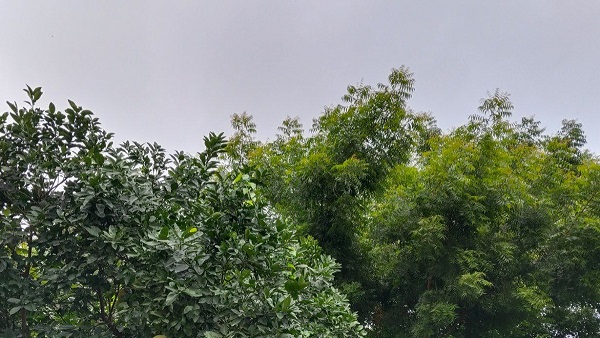Monsoon active in bihar chances of rain in many districts read weather news in hindi