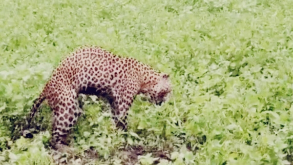 Injured leopard dies in Khandwa negligence of forest department seen in video Injured leopard dies in Khandwa negligence of forest department seen in video