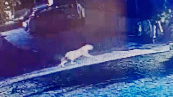 Injured leopard dies in Khandwa negligence of forest department seen in video Injured leopard dies in Khandwa negligence of forest department seen in video