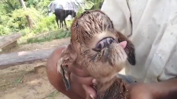 Goat gave birth to children who look like humans doctor told the whole truth alien