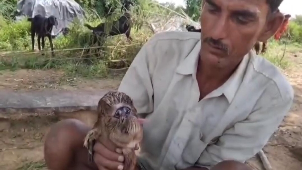 Goat gave birth to children who look like humans doctor told the whole truth alien