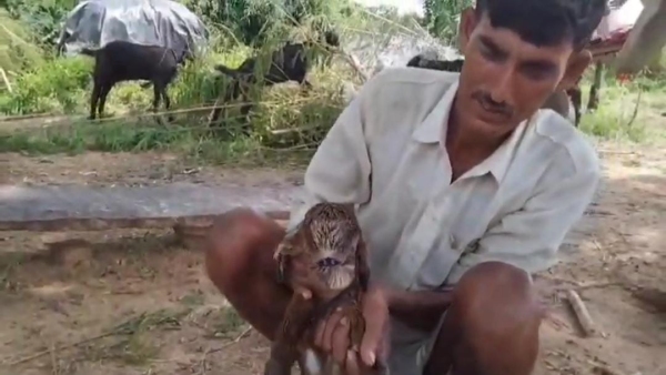 Goat gave birth to children who look like humans doctor told the whole truth alien