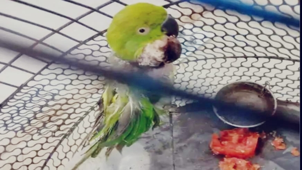 Parrot surgery in Satna 20 gram tumor removed operation lasted for 2 hours