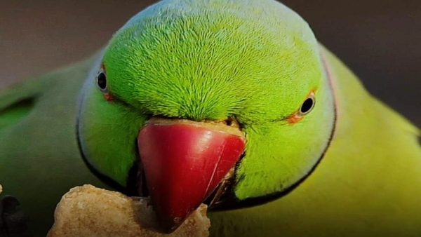 Parrot surgery in Satna 20 gram tumor removed operation lasted for 2 hours