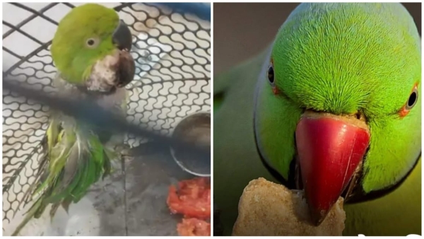 Parrot surgery in Satna 20 gram tumor removed operation lasted for 2 hours