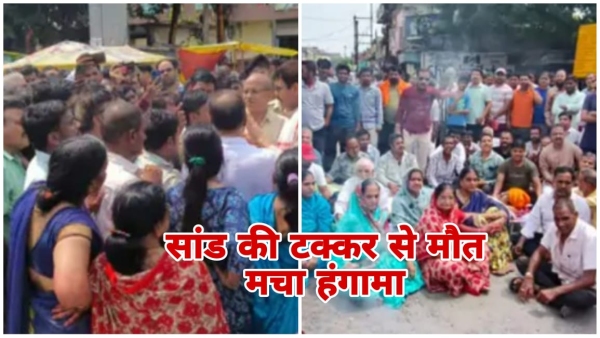 Ratlam Elderly dies in bull fight outrage against illegal stables traffic jam
