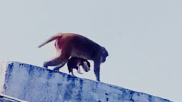 Monkey made dog friend in Shivpuri VIDEO Adopted and roaming around not ready to leave