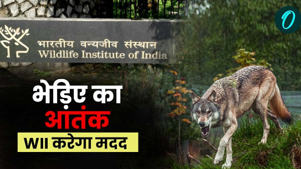 Bahraich Wolf Attack know how Wildlife Institute of India will play role getting rid of menace wolves Bahraich UP