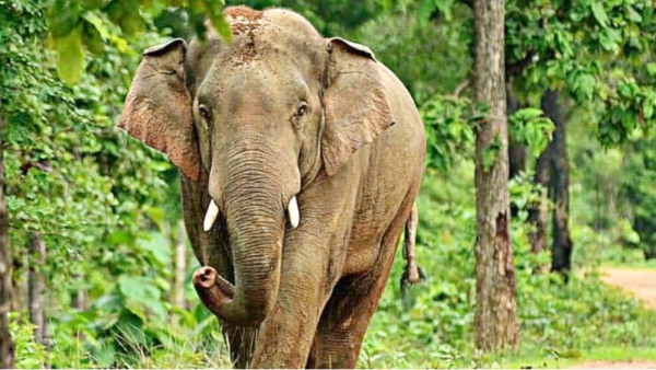 Bandhavgarh Tiger Reserve 5 elephants died