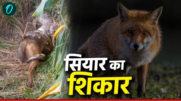 Bandhavgarh Tiger Reserve python hunts jackal