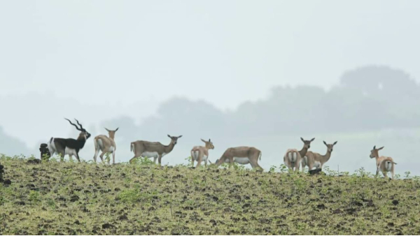 Dhanteras weather update Madhya Pradesh
