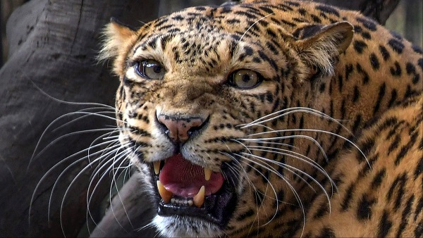 Udaipur News Leopard