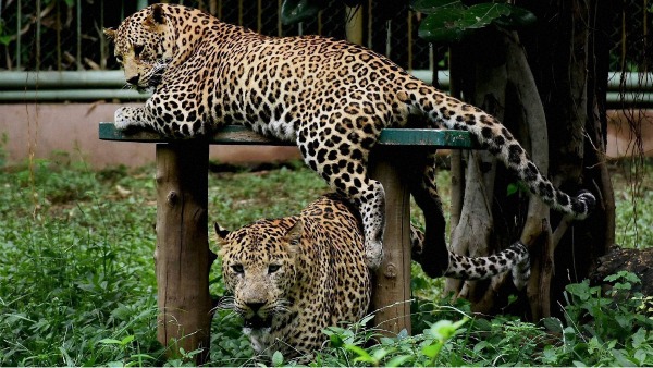 leopards