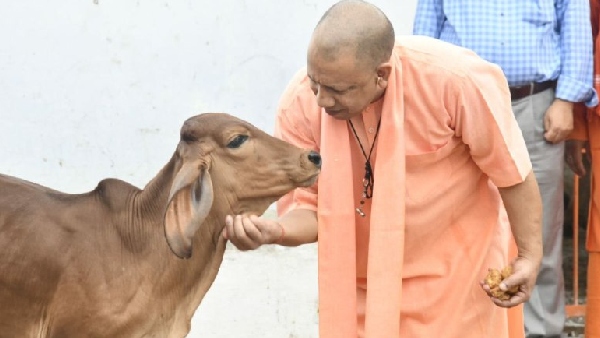 cm yogi cm yogi