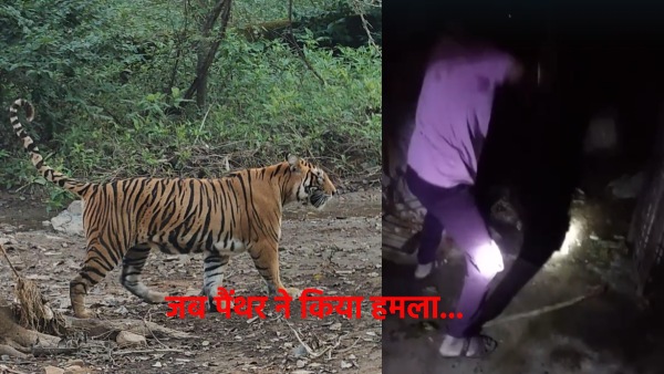 a-panther-attacked-in-udaipur-but-the-farmer-was-armed-with-an-axe-and-this-was-the-result