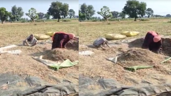 video-of-congress-mp-from-bharatpur-sanjana-jatav-goes-viral-why-is-she-working-in-the-fields