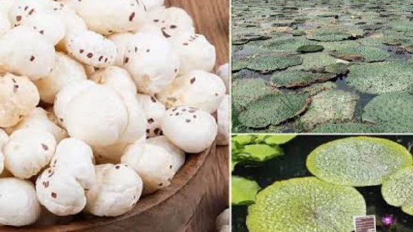 makhana
