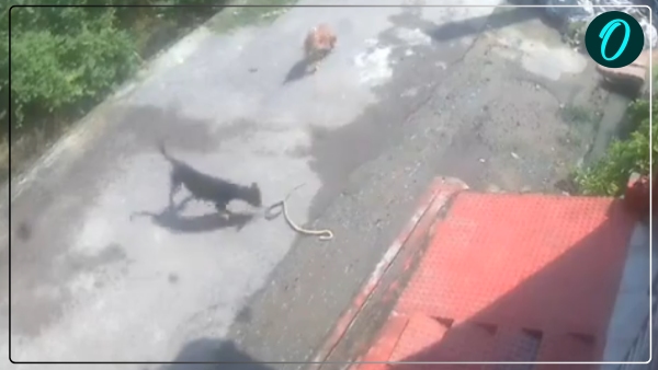 A mother can fight any power in the world A mother can fight any power in the world