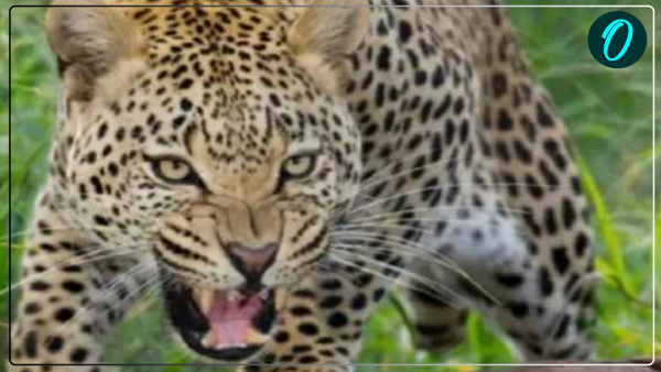 Lakhimpur Leopard dragged away a child