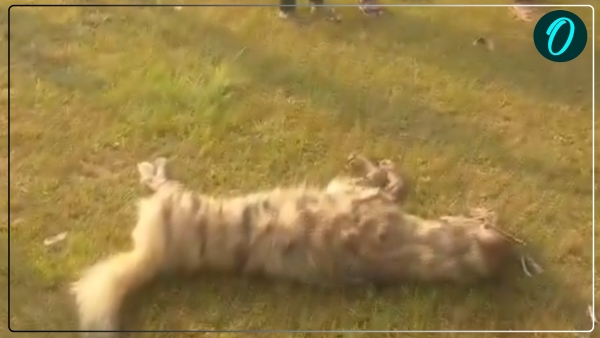 mother fought with hyena to save son