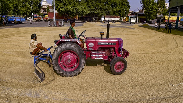 punjab paddy lifting case punjab paddy lifting case