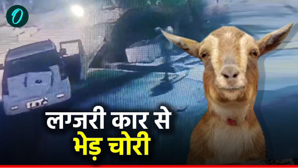 Sheep thief from Satna luxury tax