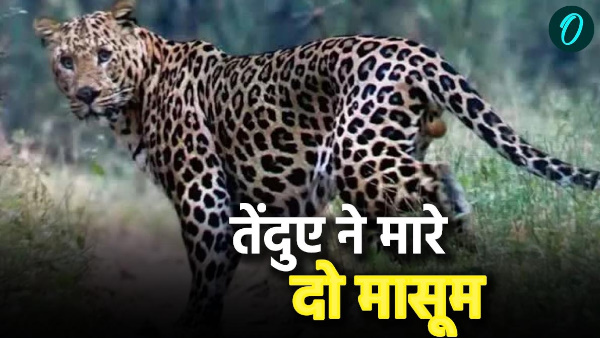 Uttarakhand two innocent died leopard attacks same day picked up from courtyard killed