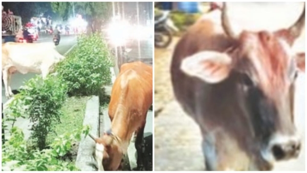 Accidents due to cows increase on roads cow patrolling plan to be made afresh