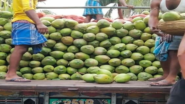 Tremendous jump in the prices of green coconut water know how Rs 40 reached Rs 90 Tremendous jump in the prices of green coconut water know how Rs 40 reached Rs 90