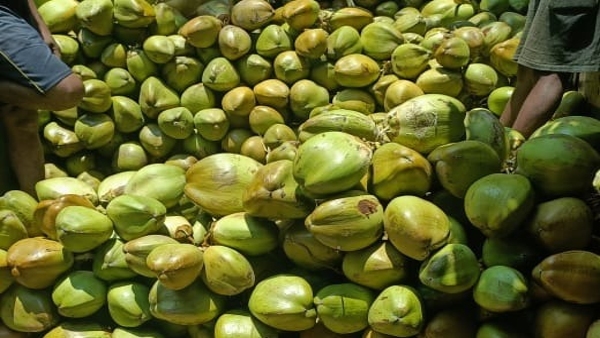 Tremendous jump in the prices of green coconut water know how Rs 40 reached Rs 90 Tremendous jump in the prices of green coconut water know how Rs 40 reached Rs 90