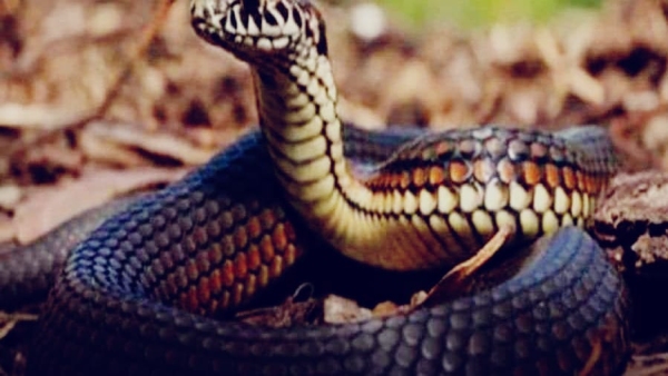 Strange case of snake bite bus driver killed the snake by twisting it incident in Kolar Damkheda Strange case of snake bite bus driver killed the snake by twisting it incident in Kolar Damkheda