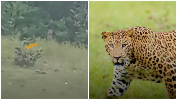Leopard suddenly attacked people who had gone for picnic in Shahdol ASI and girl Leopard suddenly attacked people who had gone for picnic in Shahdol ASI and girl