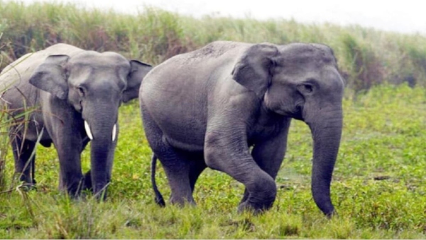 Bandhavgarh Tiger Reserve elephant Bandhavgarh Tiger Reserve elephant