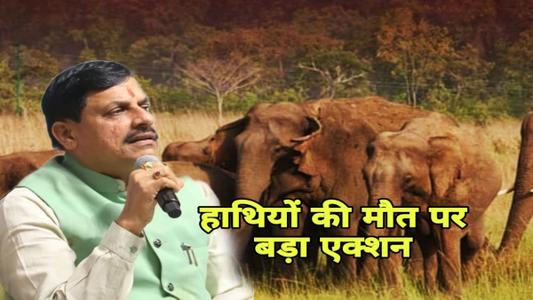 CM Mohan Yadav action on the incident of elephants in Bandhavgarh Tiger Reserve 2 officers suspended