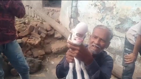 Alien Goat Lamb in khargon