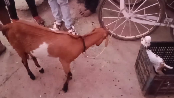 Alien Goat Lamb in khargon