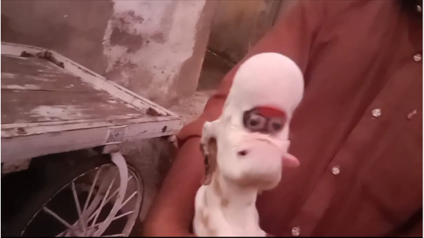 Alien Goat Lamb in khargon