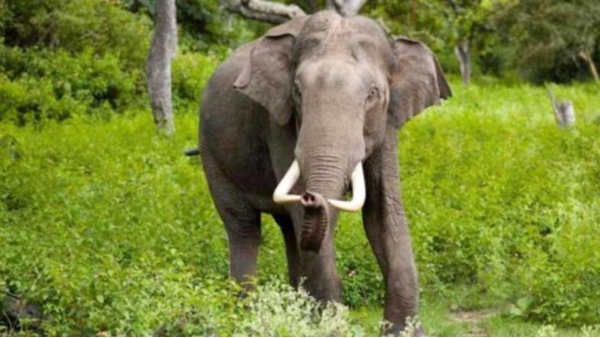 Bandhavgarh Tiger Reserve 10 elephants died