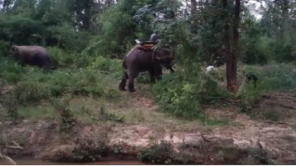 Bandhavgarh Tiger Reserve 10 elephants died Bandhavgarh Tiger Reserve 10 elephants died