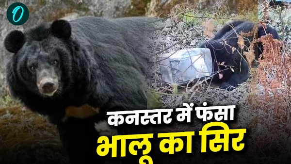 search of food bear put its head canister when head got stuck got worried and wandered Viral video