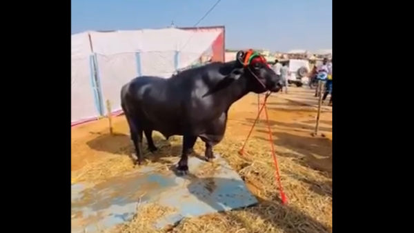 Anmol male Buffalo