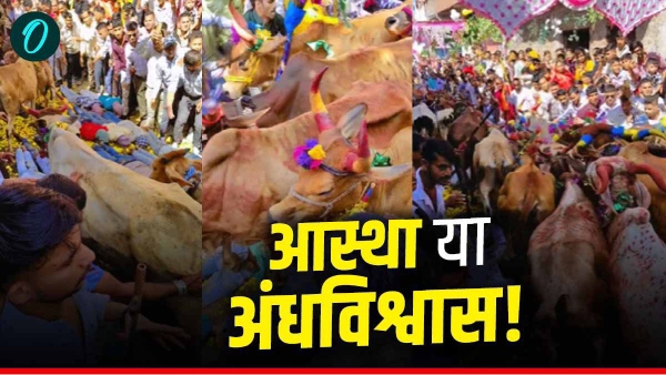 cows pass over gohari festival