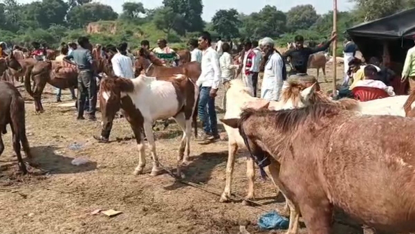 Donkey fair in Chitrakoot