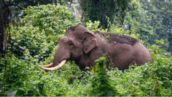 Elephant dies due to electric shock in Maihar Elephant dies due to electric shock in Maihar