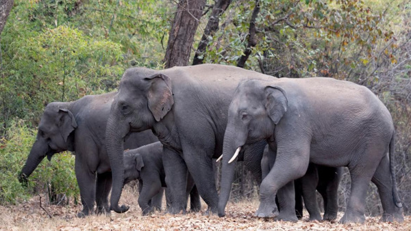 Elephant in Bandhavgarh Reserve