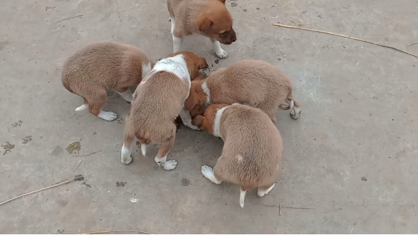 Gwalior Female dog gave birth after sterilization