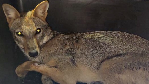 Gaya Faces Threat as Aggressive Jackals Injure 7 Villagers Rescue Operations Commence Bihar News